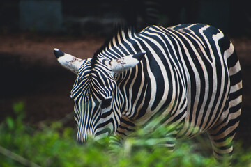 Portrait of a young zebra in the park.