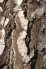 Common birch bark detail