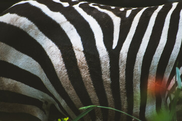 Zebra skin texctured background, high quality photo.