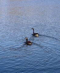 A close view of the geese swimming in the water.