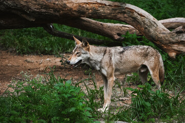 Naklejka na ściany i meble Indian grey wolf walking in the wild, closeup shot