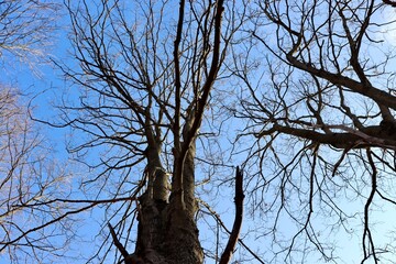 A view under the bare tree in the forest with a blue sky.
