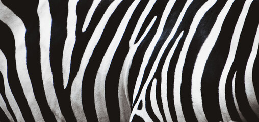 Zebra skin texctured background, high quality photo.