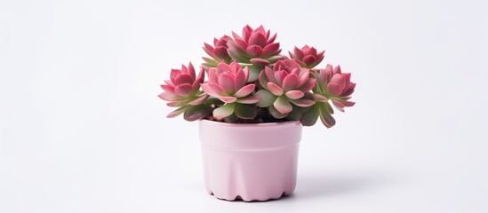 Obraz premium Echeveria Twinberry Succulent Plant in Plastic Cup on White Background