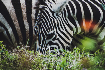 Portrait of a young zebra, high quality photo.