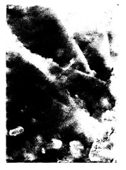Grunge texture black and white illustration.