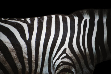 Zebra skin texctured background, high quality photo.