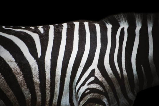 Zebra skin texctured background, high quality photo.