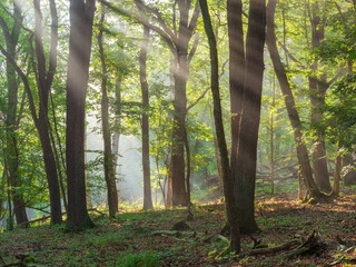 Oak Forest with Sunbeams through Morning Fog