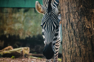 Closeup of a young zebra behind tree trunk.