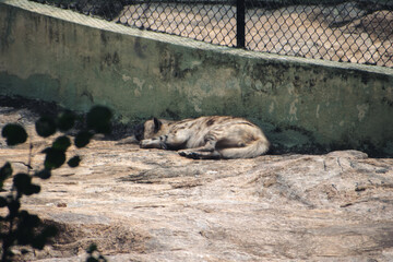Closeup of a spotted hyena resting in the zoo.
