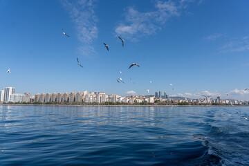 A flock of seagulls fly over a city skyline