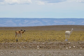 Andean Albino Guanaco, (Lama guanicoe) camelid native to South America, with white skin, standing...