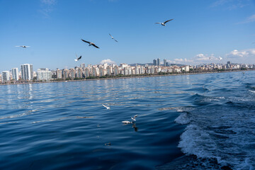 A flock of seagulls flying over a body of water