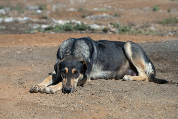 Naklejka na ściany i meble freilebender Hund, gemütlich liegend in der Sonne