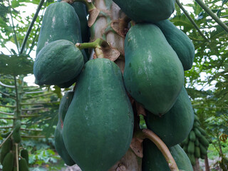 Papaya or "kates" is a green fruit that is useful for digestion and its seeds are useful for lowering cholesterol levels