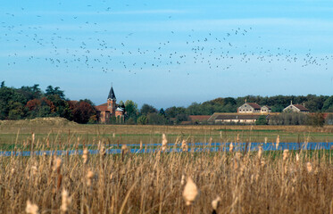Vanneau huppé,.Vanellus vanellus, Northern Lapwing, Village, église Notre Dame des Dombes, 01, Ain, France © JAG IMAGES