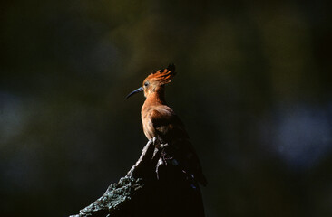 Huppe fasciée,.Upupa epops, Eurasian Hoopoe