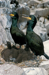 Cormoran huppé, nid, jeune,.Phalacrocorax aristotelis, European Shag