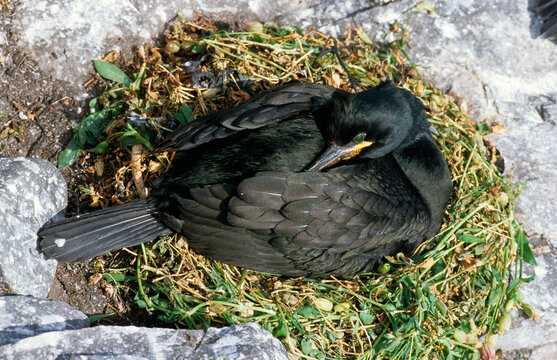 Cormoran huppé, nid, .Phalacrocorax aristotelis, European Shag