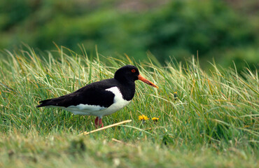 Huîtrier pie, .Haematopus ostralegus , Eurasian Oystercatche