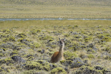 Patagonian Guanaco (Lama guanico) camelid native to South America, closely related to the llama, in Perito Moreno National Park