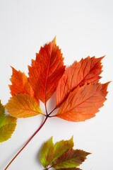 Red  autumn leaves on white background