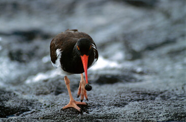 Huîtrier pie, .Haematopus ostralegus , Eurasian Oystercatche