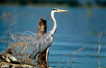 Héron cendré, Ardea cinerea, Grey Heron