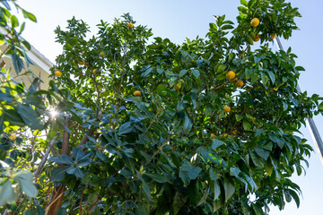 Fototapeta na wymiar A tree with many green leaves and yellow fruit