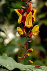 Thunbergia mysorensis flower