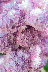 Beautiful lilac flowers background. Spring blossom. Purple lilac flower on bush. Bouquet of pink flowers, shallow depth of field. Happy Mother's Day greetings card. Copy space.
