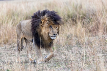 Adult male lion emerging from the red oat grass of the Masai Mara, This mature lion is known locally as Scar or Scarface due to the prominent wound over his right eye.