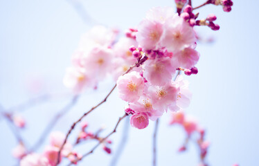 Japanese flowering cherry