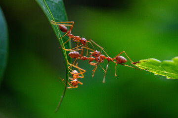 Ant action standing. Ant bridge unity team, Concept team work together