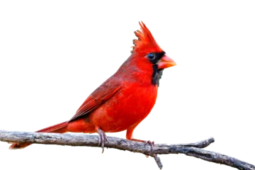 Fotobehang red cardinal on white background © Prithu