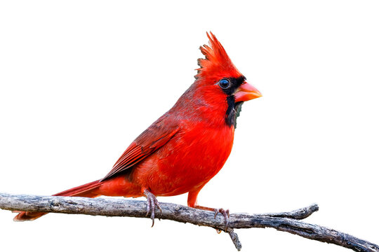 red cardinal on white background