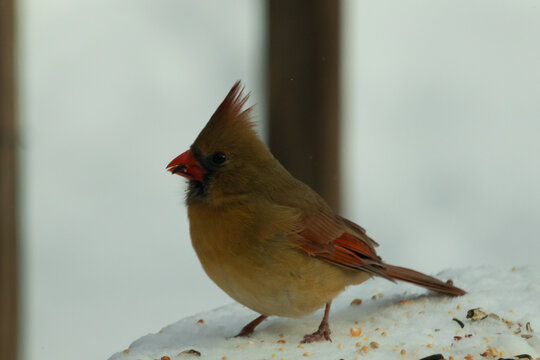 Beautiful colored female cardinal perched on a snow covered table. White colors all around her. She is surrounded by birdseed. Her coppery red colors are less vibrant than the male.