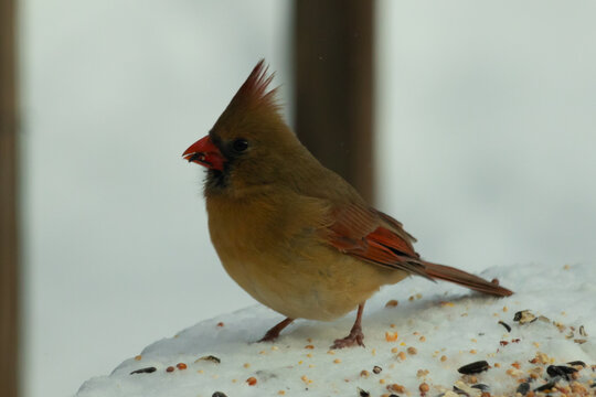 Beautiful colored female cardinal perched on a snow covered table. White colors all around her. She is surrounded by birdseed. Her coppery red colors are less vibrant than the male.
