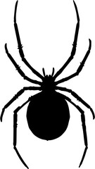 spider isolated on white background