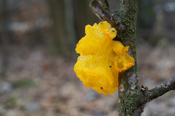 Tremella mesenterica mushroom in deciduous forest. Known as Yellow Brain or golden jelly fungus. Yellow gelatine mushroom on the wood.