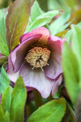 A Christmas Rose Hellebore flowers in the garden.