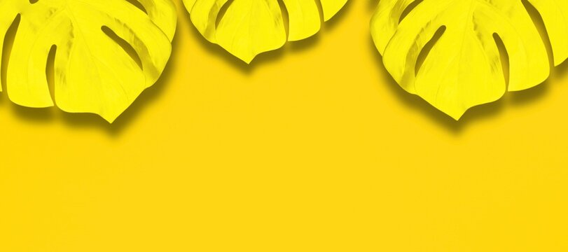Tropical plant monstera leaves on yellow art background. Minimal nature summer banner with copy space for text. Flat lay. Top view
