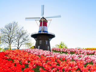 landscape with traditional Dutch windmill in Netherlands flag and rows of tulips, Netherlands, retro toned