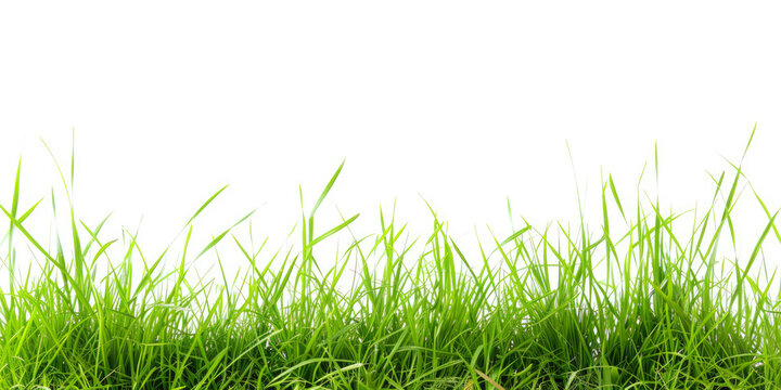 Grass On White Background For Background Or Graphic Designs Created Using Artificial Intelligence