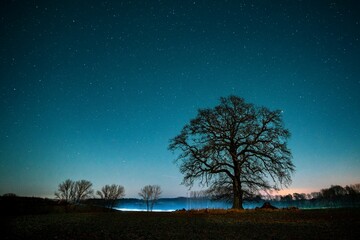 Nachtaufnahme Am Ohmberg / Eichsfeld (Thüringen). Eine alte Stieleiche unter sternenklaren Nachthimmel - angeleuchtet von den Scheinwerfern eines vorbeifahrenden Autos. - obrazy, fototapety, plakaty