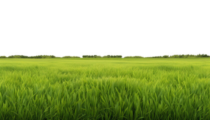 Fototapeta premium green grass field isolated on transparent background cutout