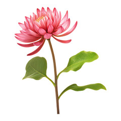pink dahlia flower isolated on transparent background cutout