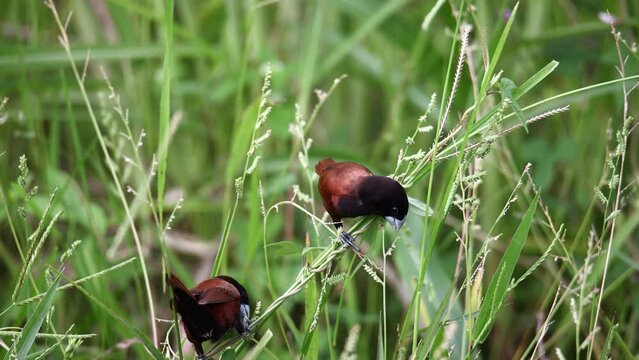 Beautiful small bird Chestnut Munia standing on the grasses with nature background-4K resolution footage