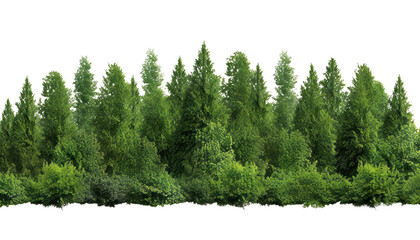 forest trees isolated on transparent background cutout